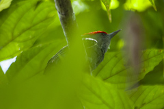 Hemicircus concretus