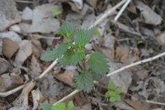 Urtica