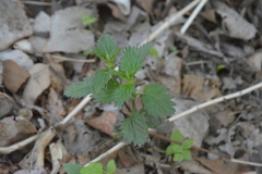 Urtica