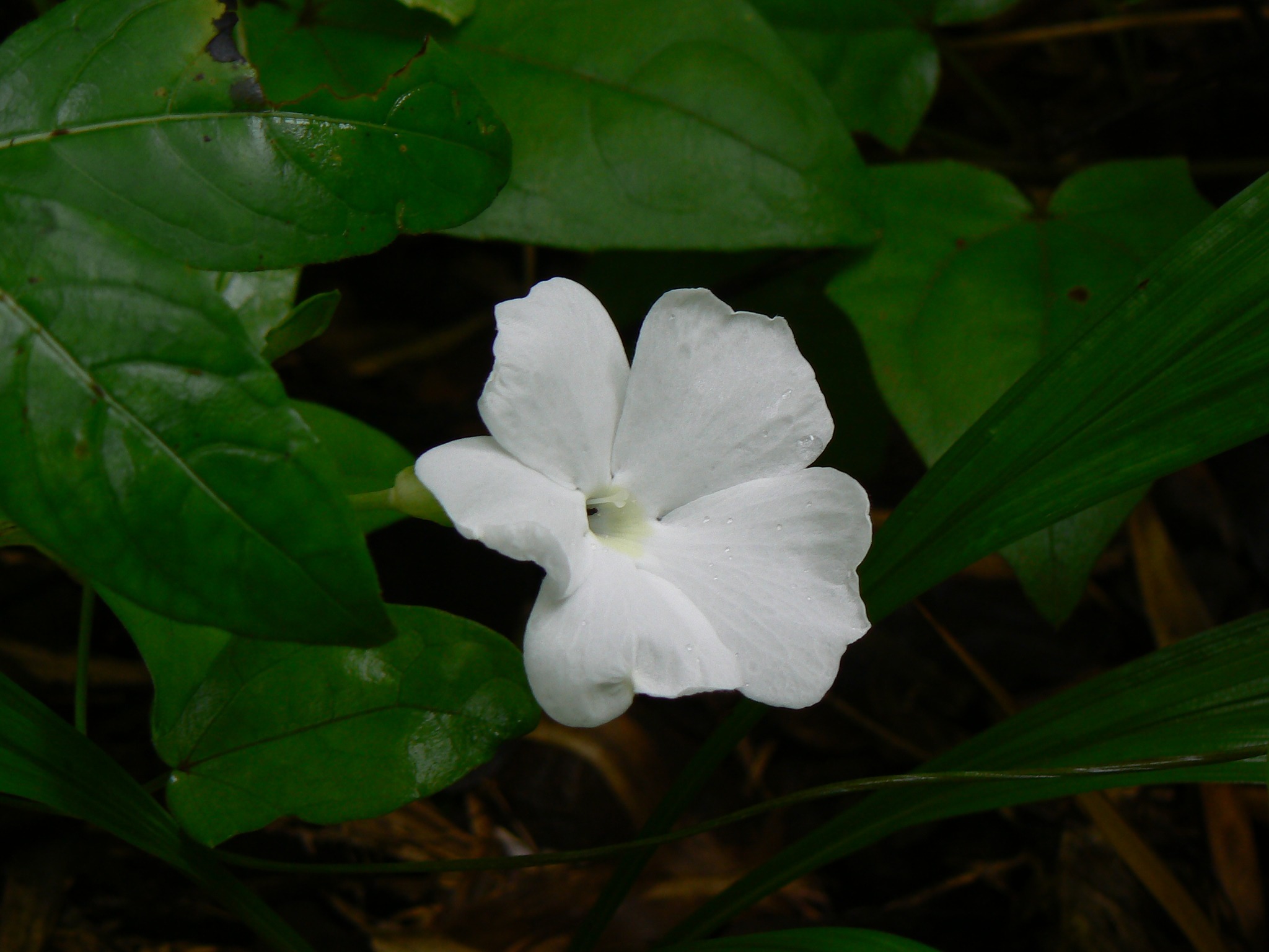Thunbergia fragrans Roxb.