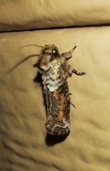 Acrolophus piger
