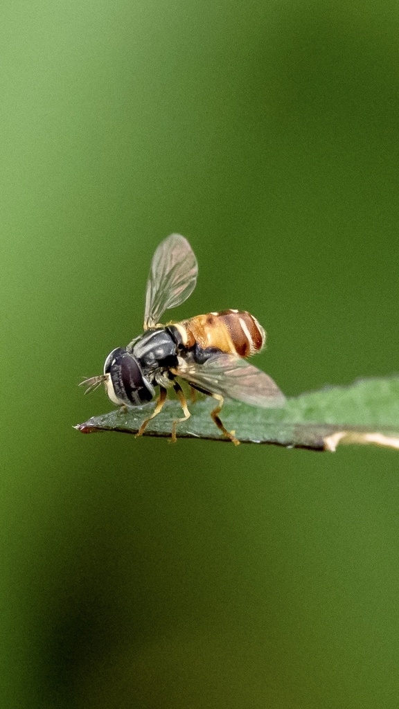 Paragus crenulatus