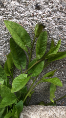 Convolvulus arvensis