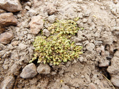 Pycnophyllopsis weberbaueri