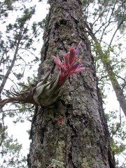 Tillandsia seleriana
