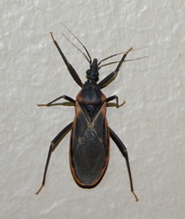 Triatoma rubida