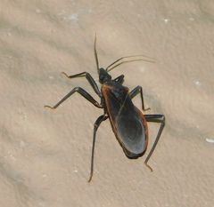 Triatoma rubida