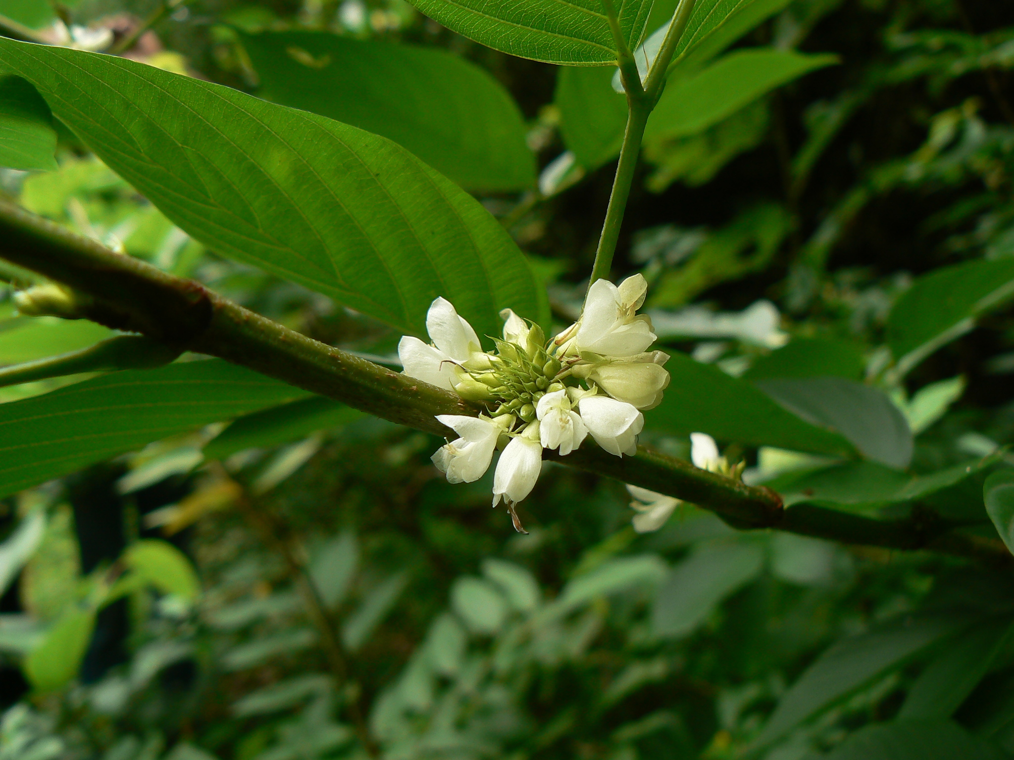 Dendrolobium triangulare (Retz.) Schindl. Dendrolobium triangulare (Retz.) Schindl.