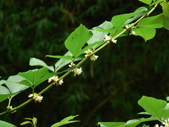 Dendrolobium triangulare