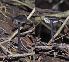 Entoloma discrepans