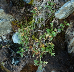 Leptinella pyrethrifolia