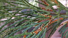 Gymnotelium blasdaleanum