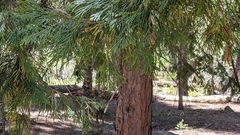 Gymnotelium blasdaleanum