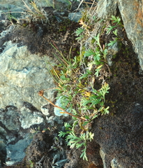Leptinella pyrethrifolia