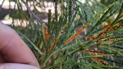 Gymnotelium blasdaleanum