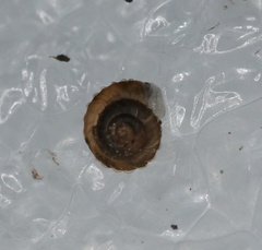 Paralaoma mucoides