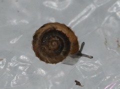Paralaoma mucoides