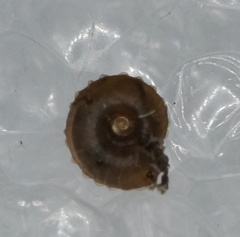 Paralaoma mucoides