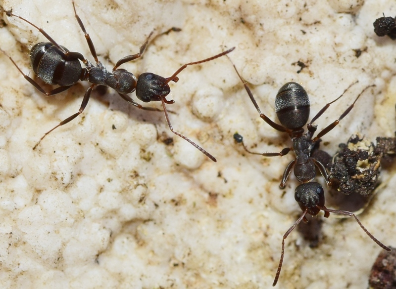 Formica gerardi