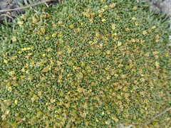 Azorella diapensioides
