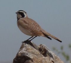Eremophila bilopha