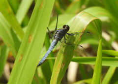 Libellula foliata