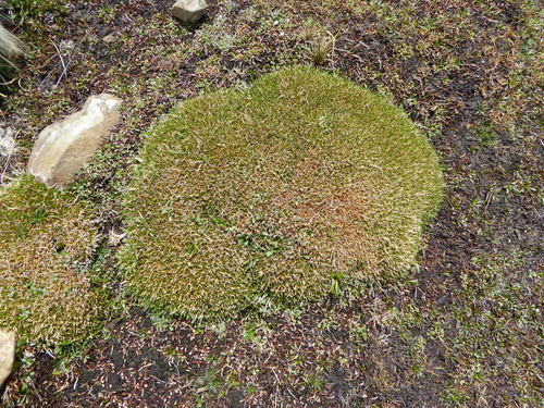 Foto de Aciachne pulvinata