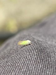 Psylla buxi