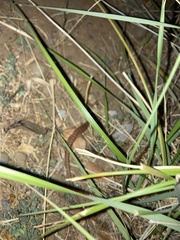 Elgaria multicarinata