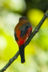 Harpactes duvaucelii