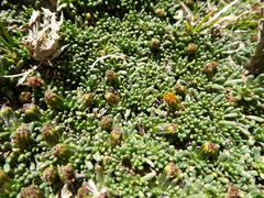 Senecio humillimus