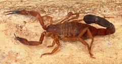Tityus discrepans