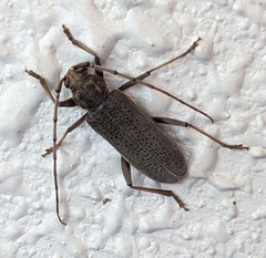 Stromatium longicorne