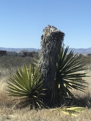 Yucca faxoniana