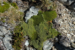 Kelleria croizatii