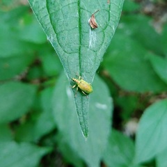 Polydrusus formosus