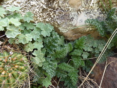 Bowlesia lobata