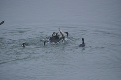 Phalacrocorax carbo