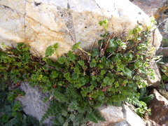 Ribes brachybotrys
