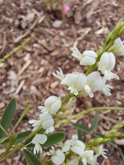 Aphyllodium biarticulatum