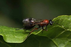 Xylophrurus augustus