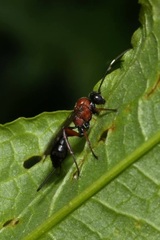 Xylophrurus augustus