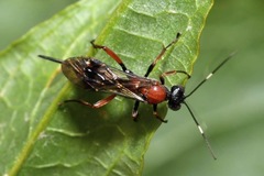Xylophrurus augustus