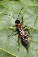 Xylophrurus augustus