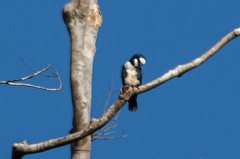 Microhierax latifrons