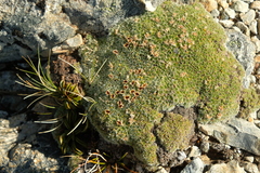 Veronica pulvinaris