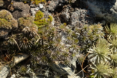 Celmisia laricifolia