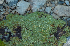 Kelleria croizatii