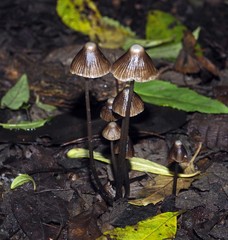 Mycena albidofusca