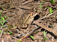Incilius porteri